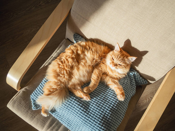 Top view on cute ginger cat lying on pillow. Fluffy pet is sleeping on chair. Cozy home lit with sun.  - Photo, image