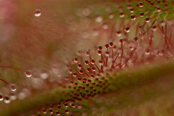 Sonnentau, Drosera intermedia, eine fleischfressende Pflanze in der Natur - Foto, Bild