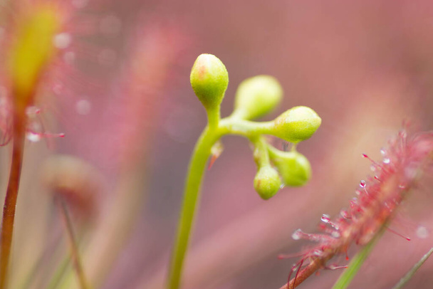 Sundew,Drosera intermedia,a carnivorous plant in nature - Photo, Image