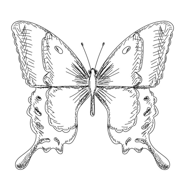 vektor, izolovaný, skica motýla hmyzu, obrys s čárami - Vektor, obrázek
