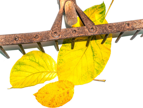 Iron rake for cleaning leaves hand tools. Agricultural activities. Farmer. Rake the foliage of trees. Hand tools. White background. Place for your text. Background image. - Photo, Image