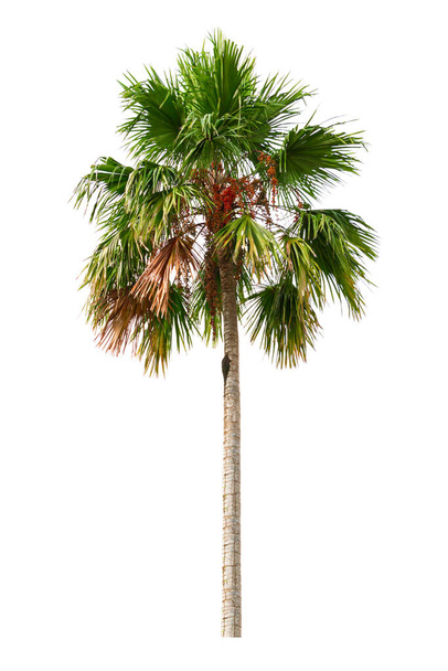 Palm tree and fruit Ornamental plants beautiful isolated on white background - Photo, Image