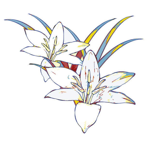 Drawing pop art. Lily flower - Vektör, Görsel