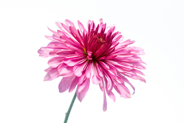 Chrysanthemum close up on a white background. macro shot. - Foto, immagini
