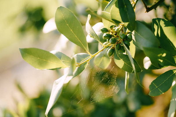 Telaraña en la rama del laurel noble, bajo bayas y hojas de laurel. - Foto, imagen