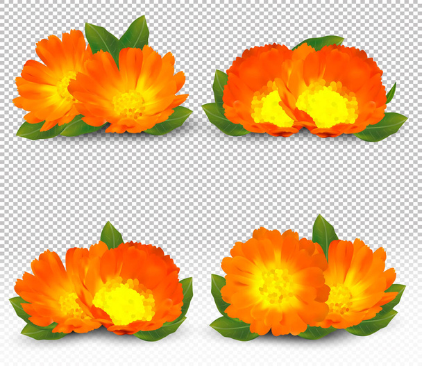 3D realistische Ringelblume auf transparentem Hintergrund. Duftende Blumen-Ringelblume aus nächster Nähe. Ringelblume. Vektorillustration - Vektor, Bild