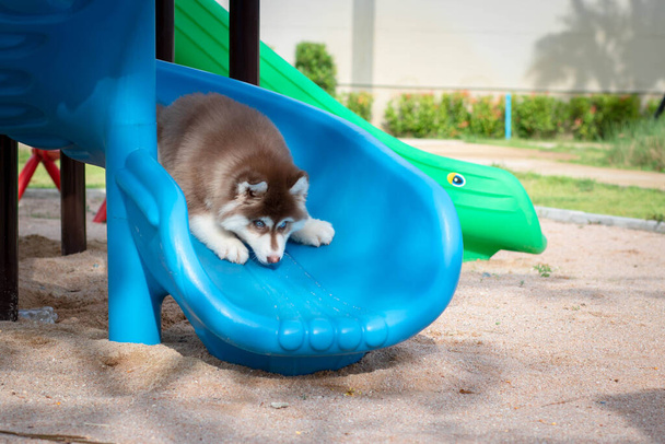 Niedlicher sibirischer Husky-Welpe auf dem Spielplatz. Hund springt auf Spielplatz. - Foto, Bild