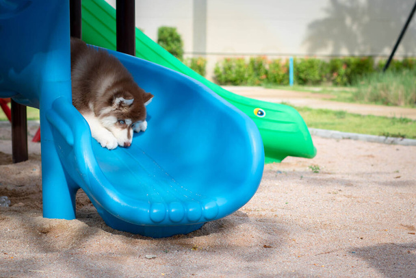 Carino cucciolo husky siberiano nel parco giochi. salti cane sul parco giochi. - Foto, immagini