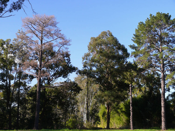 Blick auf die Parklandschaft in der Wallacia - einem äußeren westlichen Vorort von Sydney, Australien - Foto, Bild