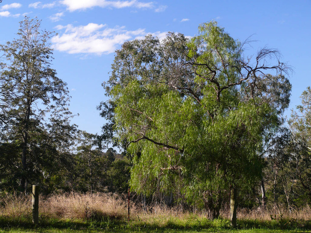 Pohled na park na Wallacii - vnější západní předměstí Sydney, Austrálie - Fotografie, Obrázek