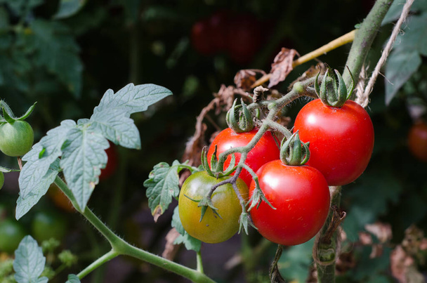 Tomates horta aldeia legumes produtos biológicos - Foto, Imagem