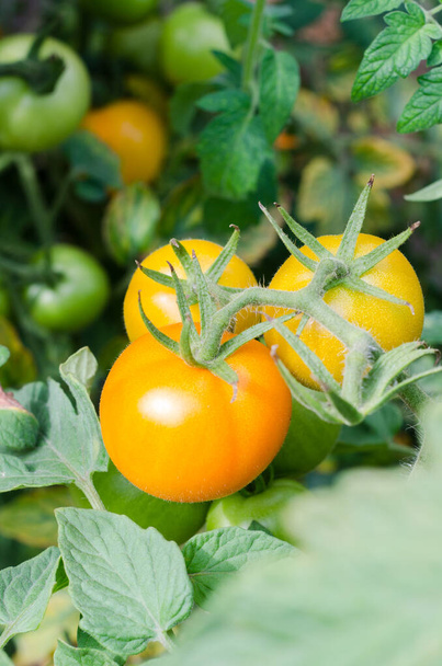 Domates köyü sebze bahçesi sebzeleri organik ürünler - Fotoğraf, Görsel