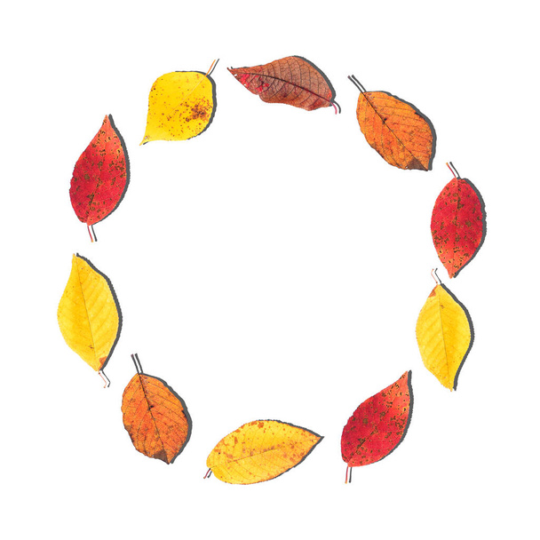 Circle of small autumn leaves on a white background. Autumn background with a copy of the space - Foto, Imagen