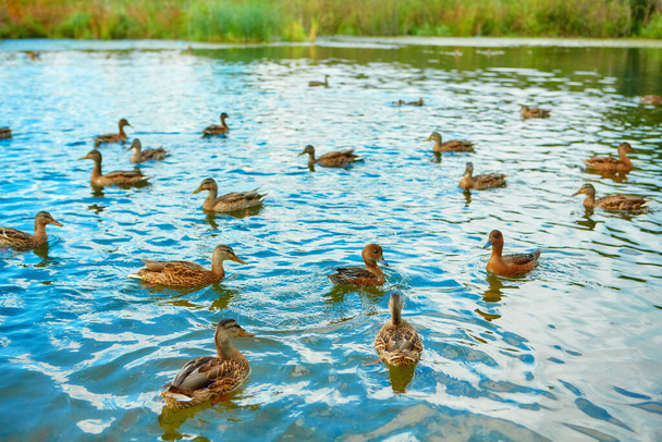 Ducks gather in flocks before the autumn flight.. - Фото, изображение