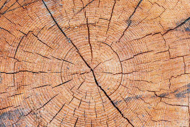 Textura abstrata com seção de tronco de árvore - Foto, Imagem