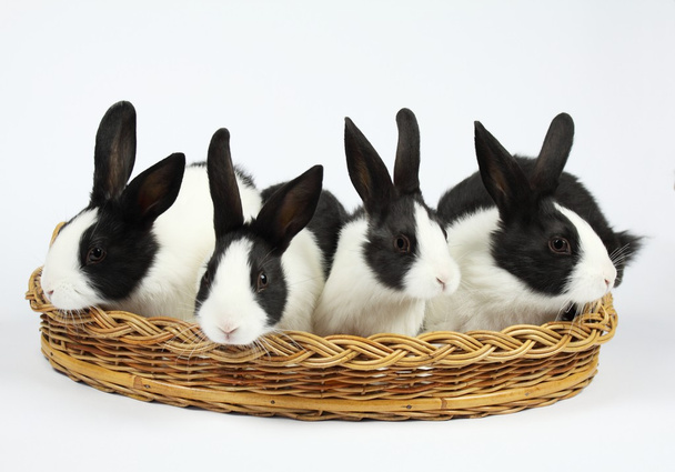 Cute bunnies - Photo, Image