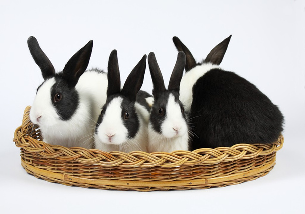 Cute bunnies - Photo, Image