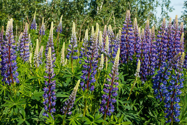 夏に青い花を咲かせるルパン畑 - 写真・画像