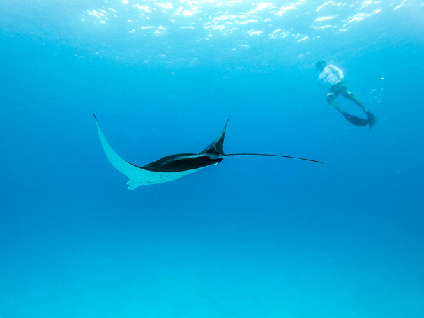 Vista submarina de la manta rayo gigante oceánico, Manta Birostris, y el hombre buceo libre en el océano azul. Observando el mundo submarino durante el tour de snorkel de aventura en las islas Maldivas. - Foto, Imagen
