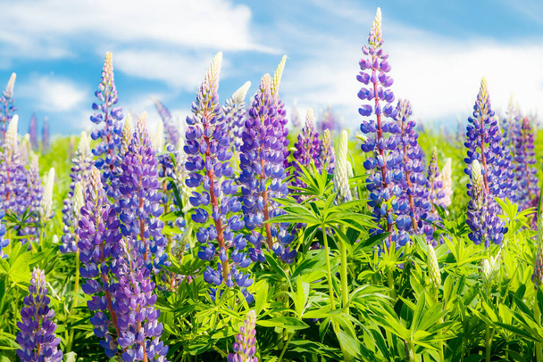Lupinenfeld mit blauen Blüten im Sommer - Foto, Bild