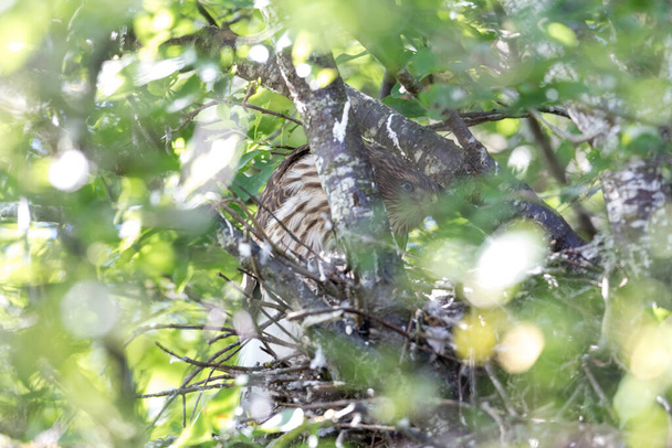  Cooper 's hawk nest at british columbia Canada - Foto, Bild