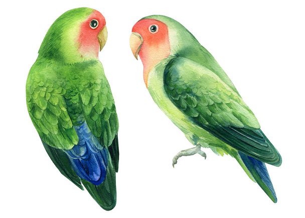 Dva ptáci papoušci hrdličky na bílém pozadí, akvarel ilustrace - Fotografie, Obrázek