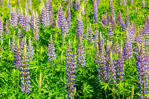 Lupinenfeld mit blauen Blüten im Sommer - Foto, Bild