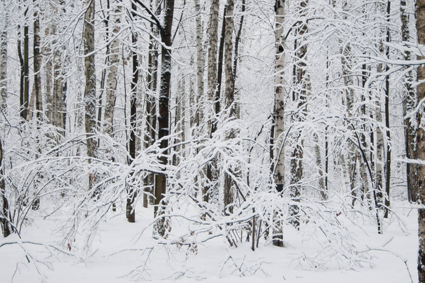 Зимний пейзаж с парком после снежной бури - Фото, изображение