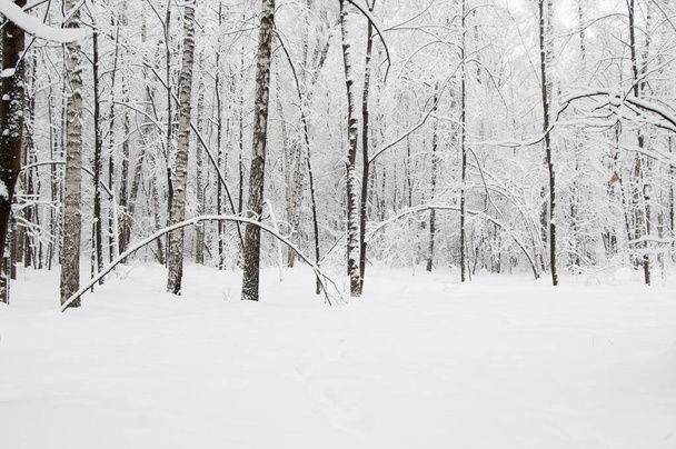 Winter landscape with a park  after snowstorm - Фото, изображение