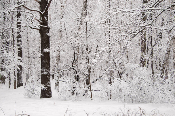 Winter landscape with a park  after snowstorm - Foto, Imagem
