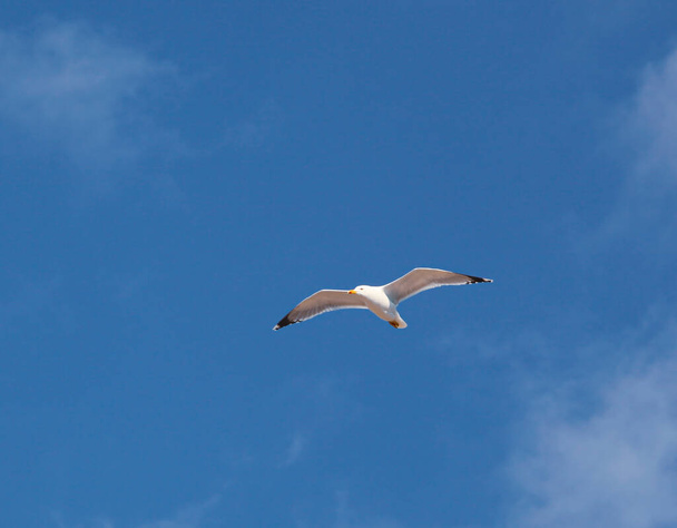 European herring gull (Larus argentatus) - Photo, Image
