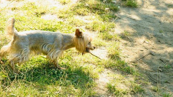 Beautiful domestic dogs walk in a large green park in summer - Фото, изображение