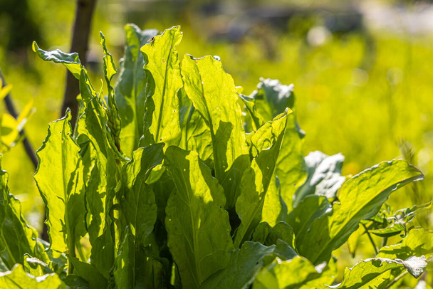 La acedera verde crece sobre un fondo borroso en un jardín en verano - Foto, imagen