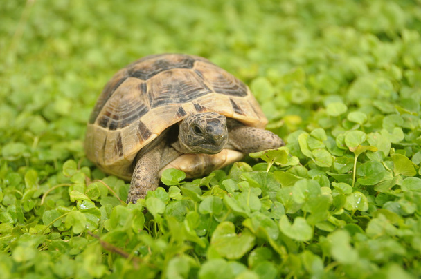 Turtle - Photo, Image
