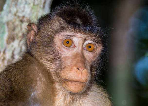 Baby Macaque Monkeys in the trees along the Kinabatangan River in Borneo - Valokuva, kuva