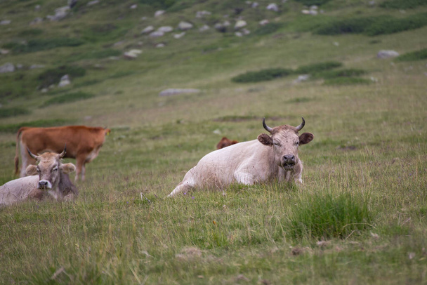Коровы едят траву на горном пастбище в Национальном парке Пирин, Болгария - Фото, изображение