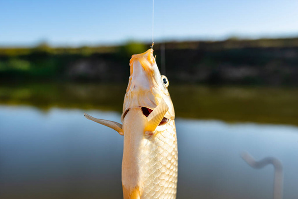 Crucian fish caught on bait by the lake, hanging on a hook on a fishing rod, sunny morning. - Photo, Image