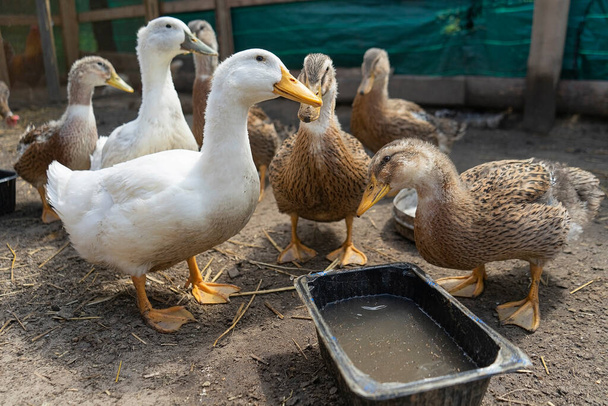 baromfiudvar. Libák és csirkék egy telken a faluban. magánháztartás. - Fotó, kép