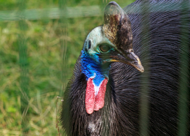 Cassowaries are certainly striking to look at, with a vivid blue face, two red wattles hanging from their neck and a hollow helmet, known as a casque, atop their heads. - Photo, Image