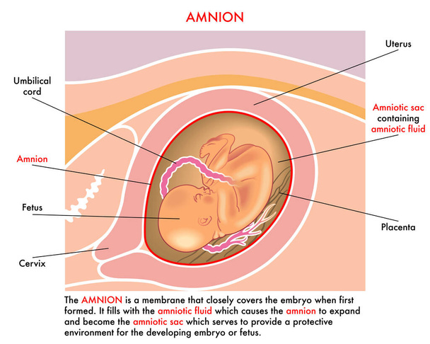 Medizinische Illustration des Fruchtwassers mit Anmerkungen, die seine Funktion während der Schwangerschaft der Frau erklären. - Vektor, Bild