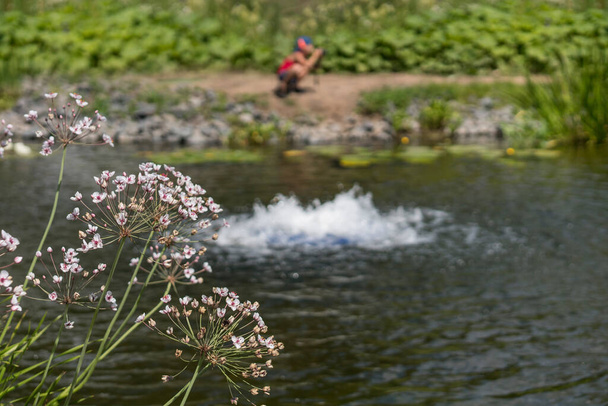 Asclepias fascicularis in the foreground.  The boy sitting on the shore is out of focus. - Photo, Image