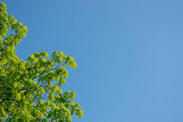 Fresh bright green chestnut leaves on a blue sky. Copy space - Foto, immagini