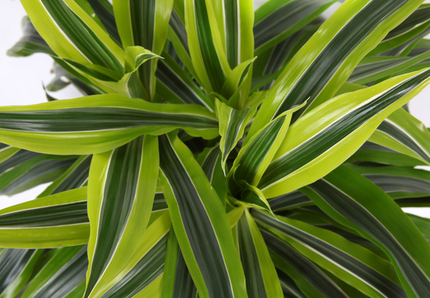 Klorofytum - ikivihreä monivuotinen kukkivat kasvit
 - Valokuva, kuva