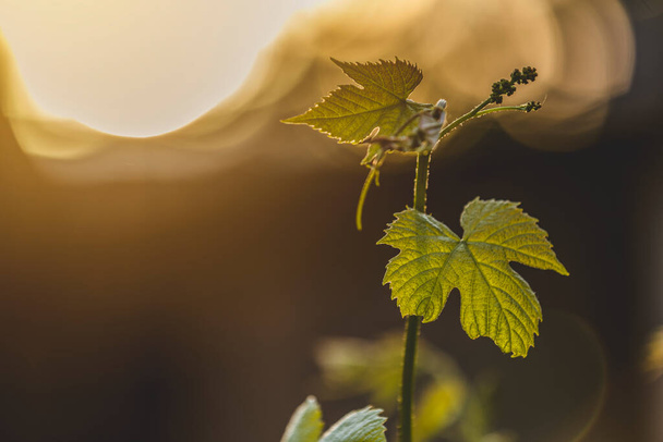 Tak van jonge druiven op een achtergrond van de ondergaande zon, jonge wijnstok tak. Prachtige lente distilleerderij landbouw achtergrond - Foto, afbeelding