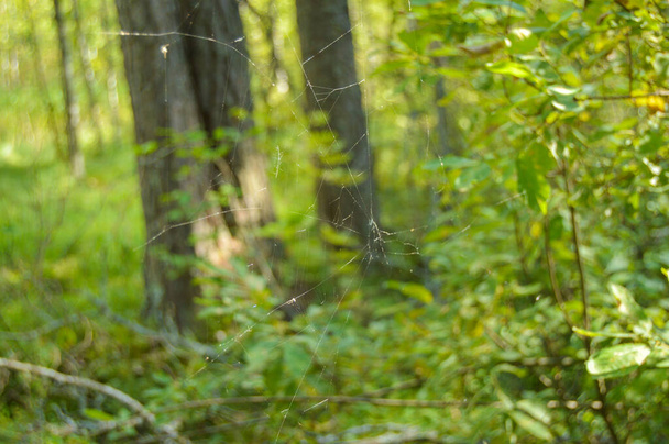 spider web among brothers in law in the forest - Photo, Image