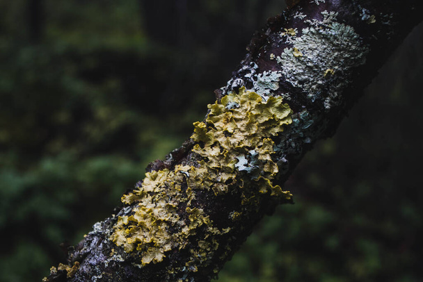 Tree trunk covered with moss in the north forest - Photo, Image