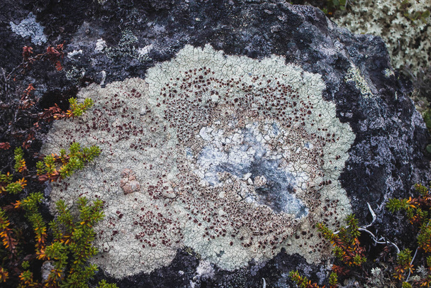 Textures of rock with mosses and lichens. Arctic flora. - Photo, Image
