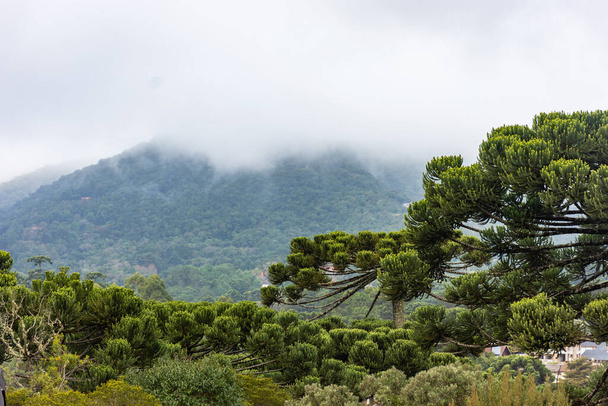 Araucarias in het Monte Verde gebergte - Foto, afbeelding