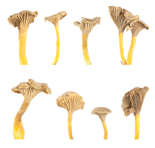 Collection of funnel chanterelle, Cantharellus tubaeformis isolated on white background - Photo, Image