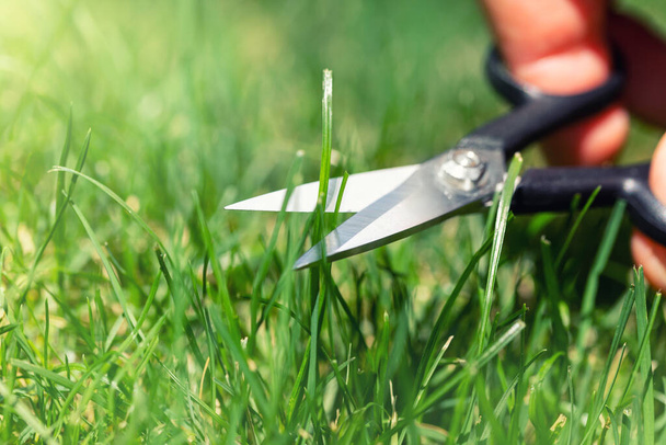 Közelkép részlet kilátás az ember kézzel vágás zöld fű a kertben kis köröm ollóval fényes nyári napsütéses napon. Pontos, tökéletes fűnyíró gondozás és szerviz koncepció - Fotó, kép